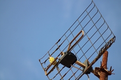 Cyanistes teneriffae teneriffae