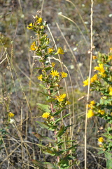 Hieracium virosum