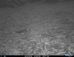 Turdus olivaceus