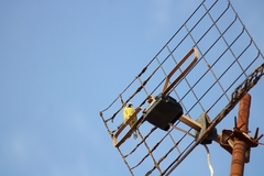 Cyanistes teneriffae teneriffae