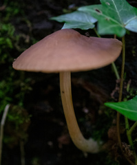 Pluteus