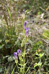 Gentianopsis crinita