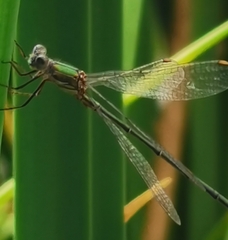 Chalcolestes viridis