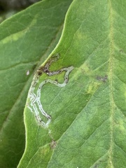 Phyllocnistis magnoliella