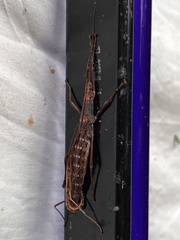 Anisomorpha buprestoides