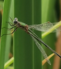 Chalcolestes viridis