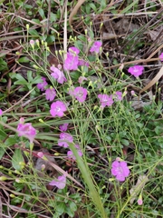 Agalinis setacea