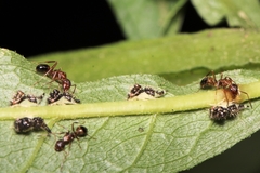 Camponotus subbarbatus