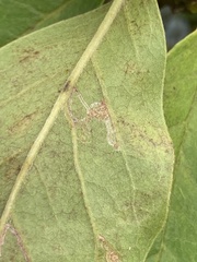 Phyllocnistis magnoliella