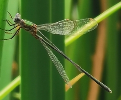 Chalcolestes viridis