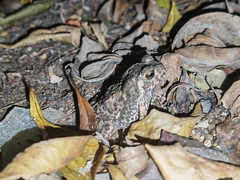 Duttaphrynus melanostictus