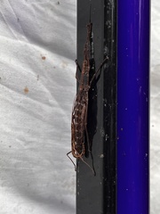 Anisomorpha buprestoides