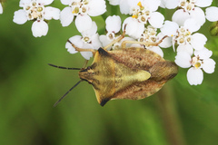 Carpocoris fuscispinus