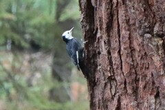 Dryobates albolarvatus