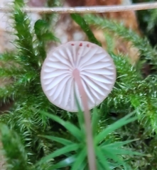 Mycena sanguinolenta