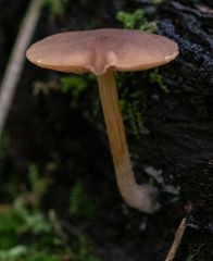 Pluteus