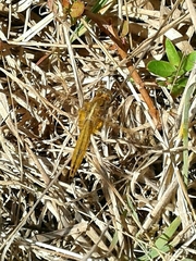 Crocothemis erythraea