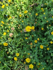 Pulicaria paludosa