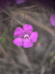 Agalinis setacea