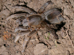 Theraphosinae