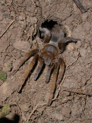 Theraphosinae