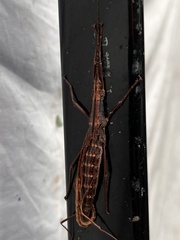 Anisomorpha buprestoides