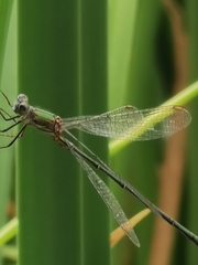 Chalcolestes viridis
