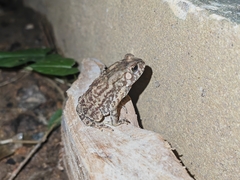 Duttaphrynus melanostictus