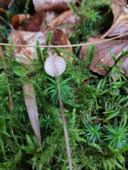 Mycena sanguinolenta