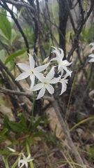 Leucocoryne ixioides