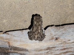 Duttaphrynus melanostictus