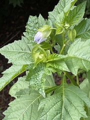 Nicandra physalodes