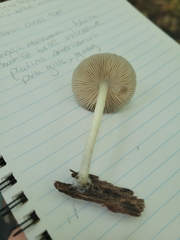 Pluteus americanus