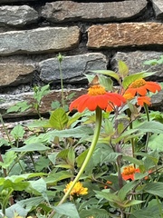 Atalopedes campestris