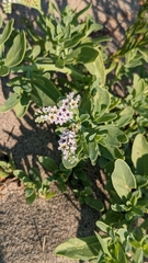 Heliotropium curassavicum