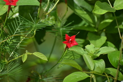 Ipomoea quamoclit