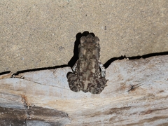 Duttaphrynus melanostictus