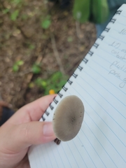 Pluteus americanus