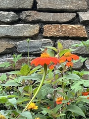 Atalopedes campestris