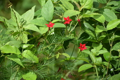 Ipomoea quamoclit