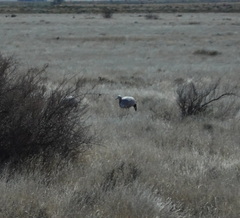 Anthropoides paradiseus
