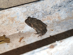 Duttaphrynus melanostictus