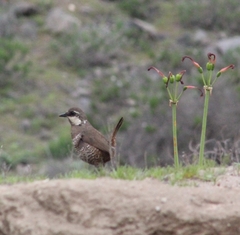 Pteroptochos megapodius