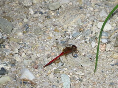 Sympetrum vicinum