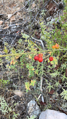 Osyris alba