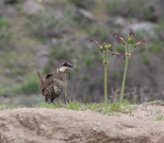Pteroptochos megapodius