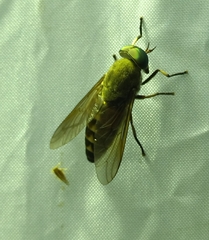 Tabanini
