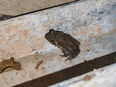 Duttaphrynus melanostictus