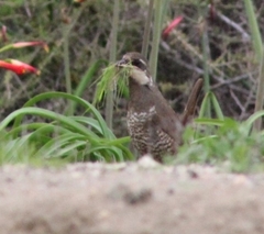 Pteroptochos megapodius