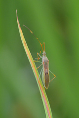 Leptocorisa acuta
